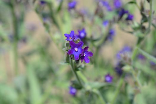 Common bugloss - Latin name - Anchusa officinalis