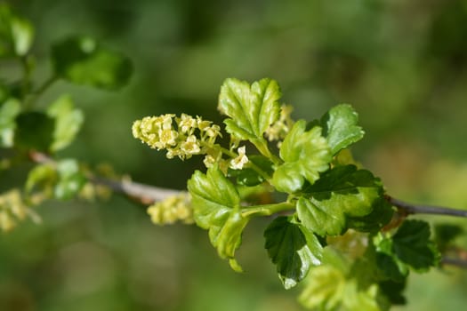 Mountain currant - Latin name - Ribes alpinum