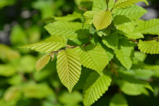 Common hornbeam - Latin name - Carpinus betulus