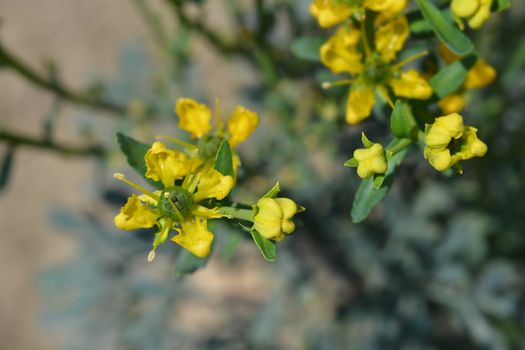 Common rue - Latin name - Ruta graveolens