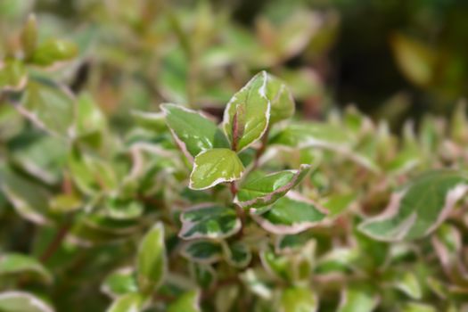 Glossy abelia Magic Daydream - Latin name - Abelia x grandiflora Magic Daydream