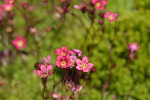 Saxifrage Peter Pan - Latin name - Saxifraga x arendsii Peter Pan