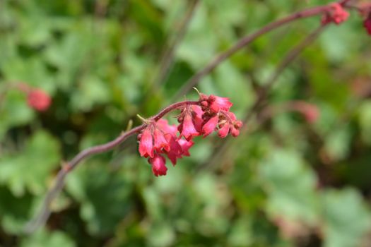 Ruby Bells - Latin name - Heuchera sanguinea Ruby Bells