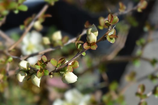 White Japanese Flowering Quince - Latin name - Chaenomeles japonica