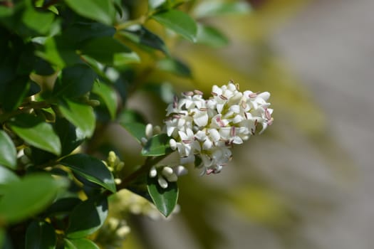 Delavay privet - Latin name - Ligustrum delavayanum