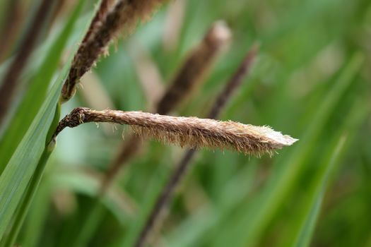 Japanese Grass Sedge - Latin name - Carex morrowii