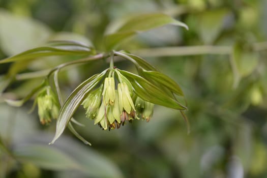 Fairy bells Night Heron - Latin name - Disporum cantoniense Night Heron