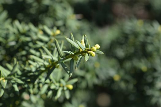 Horizontalis English Yew - Latin name - Taxus baccata Horizontalis