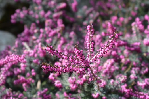 Darley Dale heath - Latin name - Erica * darleyensis Darley Dale