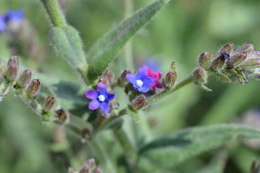 Common bugloss - Latin name - Anchusa officinalis