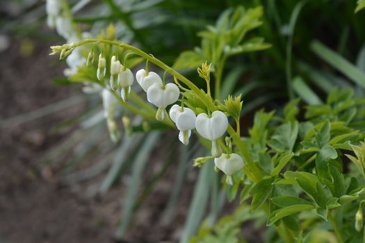 Bleeding heart white flowers - Latin name - Lamprocapnos spectabilis Alba (old name Dicentra spectabilis Alba)