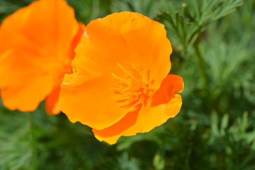 Close up of a golden poppy flower - Latin name - Eschscholzia californica