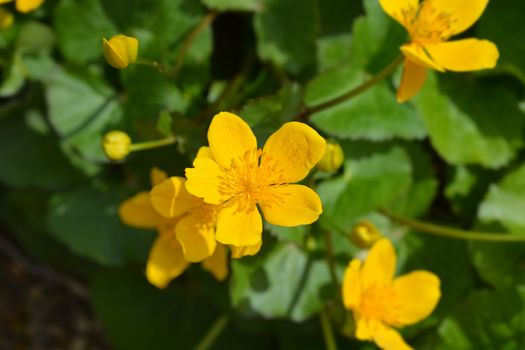 Marsh Marigold - Latin name - Caltha palustris