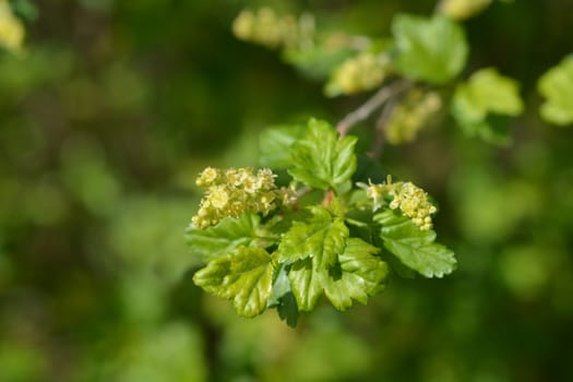 Mountain currant - Latin name - Ribes alpinum