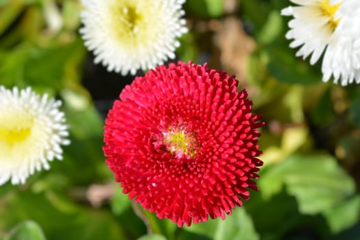 English daisy cultivar - Latin name - Bellis perennis