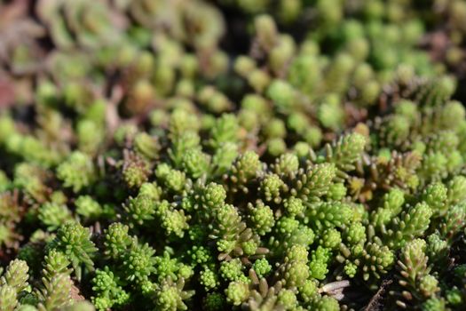 Goldmoss stonecrop - Latin name - Sedum acre