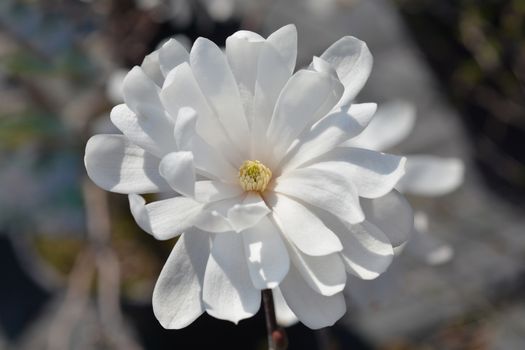 Star magnolia flower bud - Latin name - Magnolia stellata
