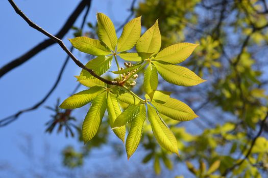 Yellow buckeye leaves - Latin name - Aesculus flava (Aesculus octandra)