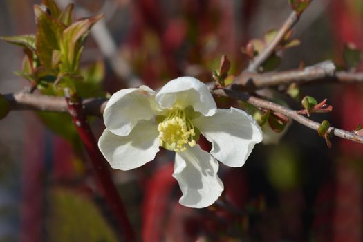 Jet Trail Flowering Quince - Latin name - Chaenomeles x superba Jet Trail