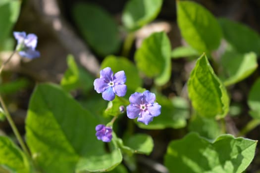 Blue-eyed Mary - Latin name - Omphalodes verna