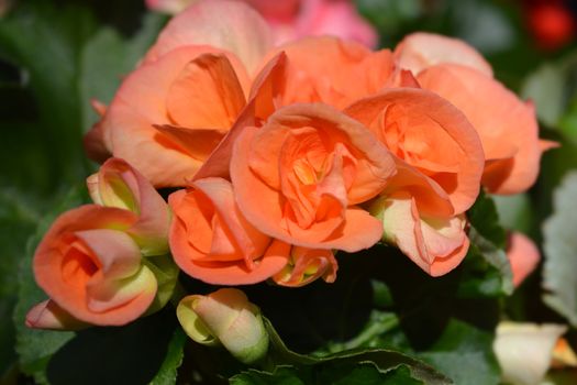 Orange Winter-flowering begonia - Latin name - Begonia x hiemalis (Begonia Elatior hybrids)