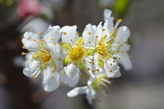 Ozark Premier Plum flower- Latin name - Prunus salicina Ozark Premier