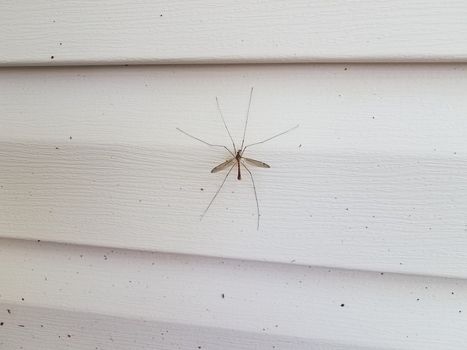 large crane fly or mosquito eater insect on white house siding