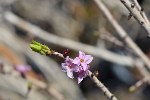 February daphne Rubrum - Latin name - Daphne mezereum Rubrum