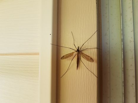 large crane fly or mosquito eater insect on white house siding