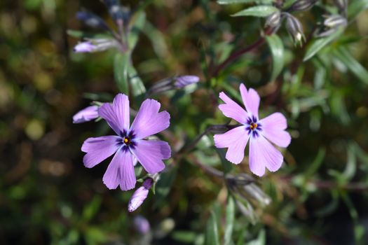 Creeping Phlox - Latin name - Phlox subulata