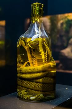 preserved snake in a bottle, educative objects for herpetology, creepy home decorations