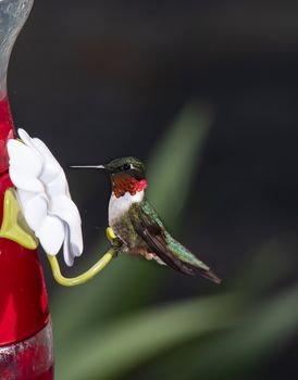 A male, ruby-throated hummingbird rests on the perch of a feeder.