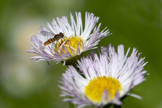 Close-up of hoverfly on center of prairie fleabane wildflower.