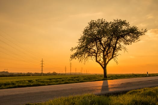 Alone tree near road at sunset with sun