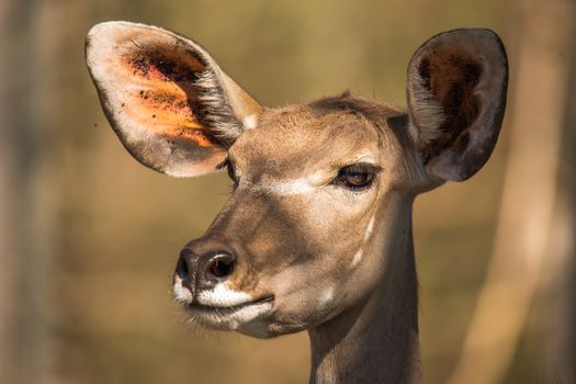 Portrait of a Kudu antelope Tragelaphus strepsiceros, Kruger National Park, South Africa