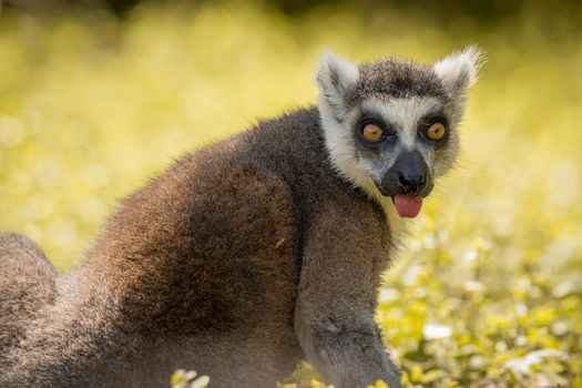 Single Lemur staring directly at camera