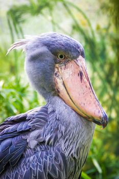 The shoebill Balaeniceps rex also known as whalehead or shoe-billed stork flying. African stork flying.