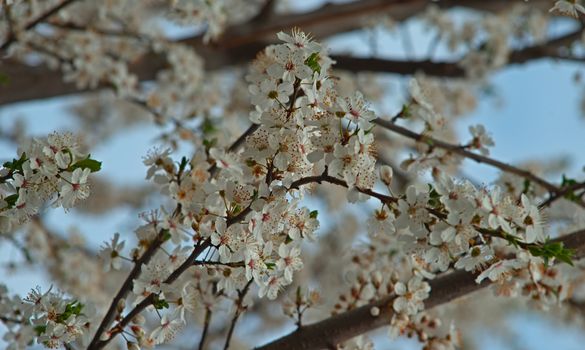 Abundance of cherry tree blooming flowers at spring time