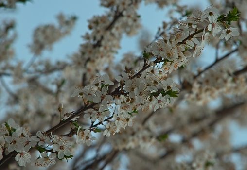 Abundance of cherry tree blooming flowers at spring time