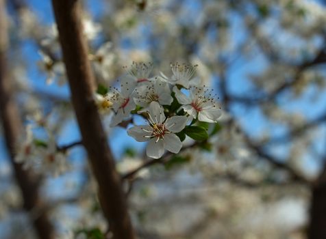 Abundance of cherry tree blooming flowers at spring time