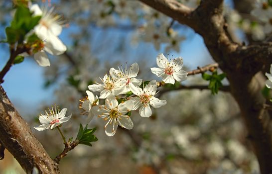 Abundance of cherry tree blooming flowers at spring time