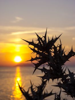 Beautiful sunset at Logas beach at Peroulades village of Corfu island, Greece with thorns plant silhouette.