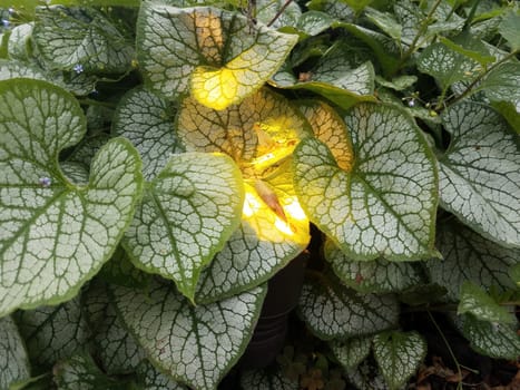 plant with green and white leaves and yellow light underneath it