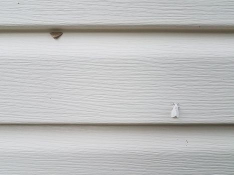 white home or house siding with white and brown moth insects