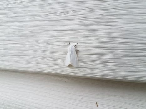 white home or house siding with white moth insect