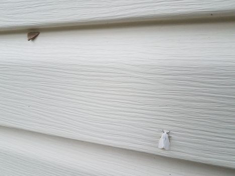 white home or house siding with white and brown moth insects