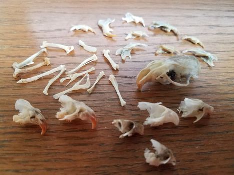 white mouse and rat skulls and bones on brown wood desk