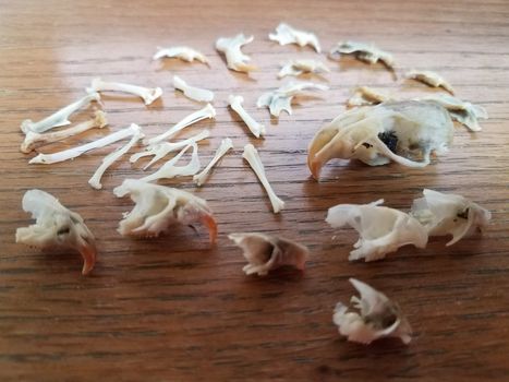 white mouse and rat skulls and bones on brown wood desk