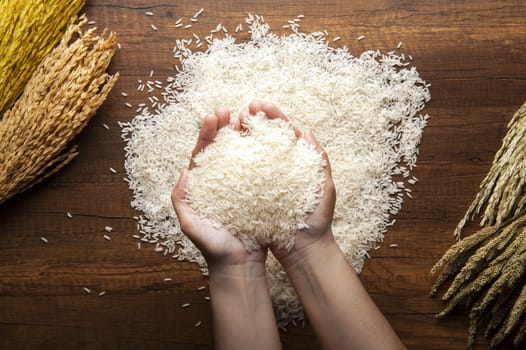 Top view of hand full of jasmine rice on dark wooden table with rice plants, ear of rices with jasmine rice.