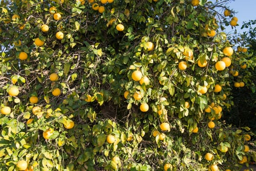 Grapefruit tree with clusters of grapefruits ready to be harvested.